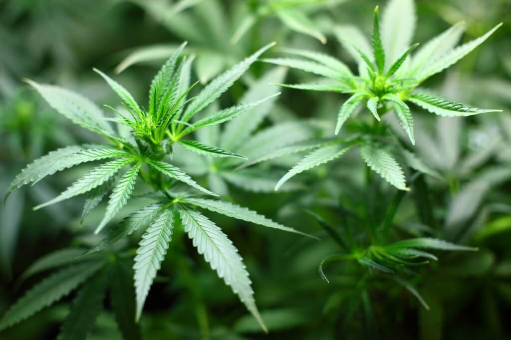 Marijuana Leaves